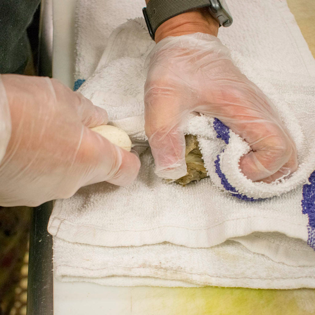 Using oyster knife, pry open the oysters
