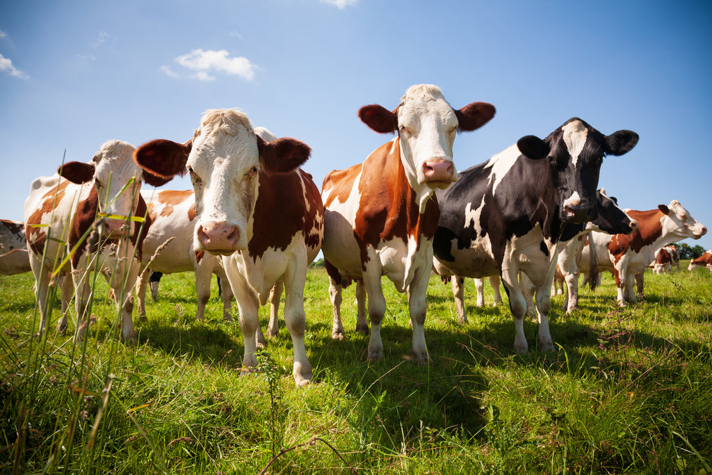 cows in pasture - difference between pasteurized products and pasture raised meats