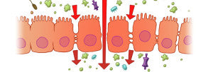 leaky gut graphic