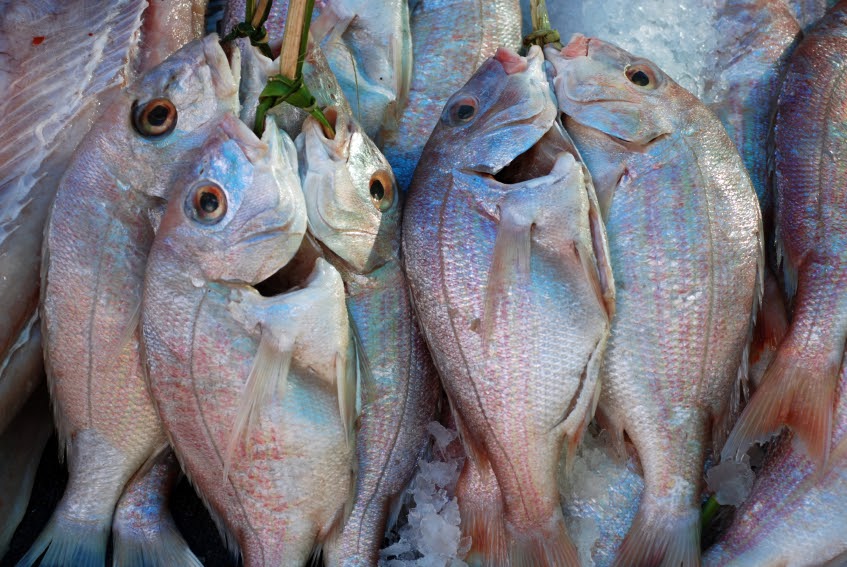 dead fish - omegas