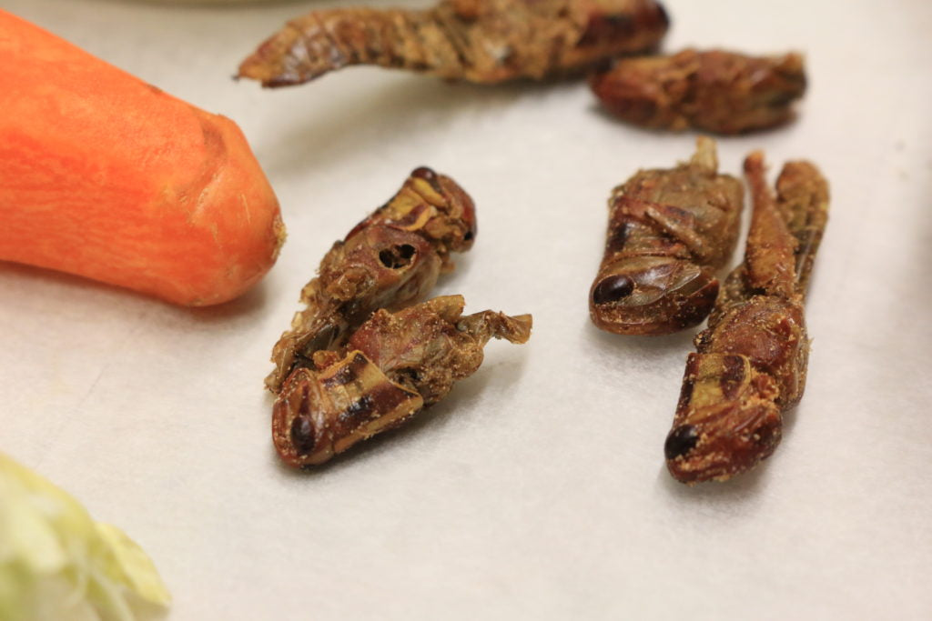 grasshoppers