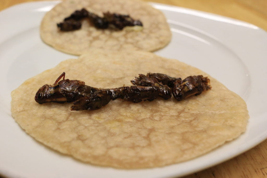 Add sauted grasshoppers to a tortilla