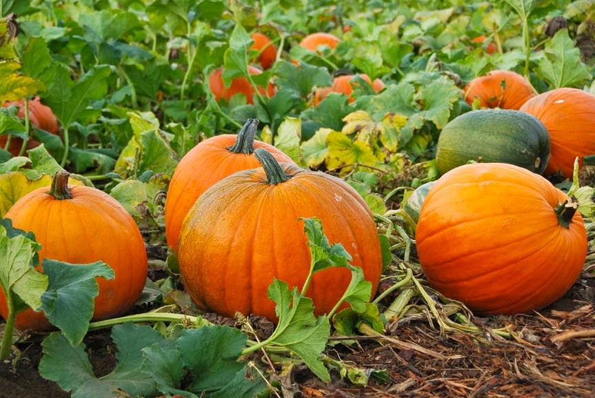 pumpkins - 5 health benefits of pumpkin